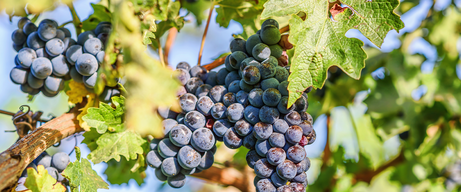 4 Things You Need To Know When Pruning Grape Vines