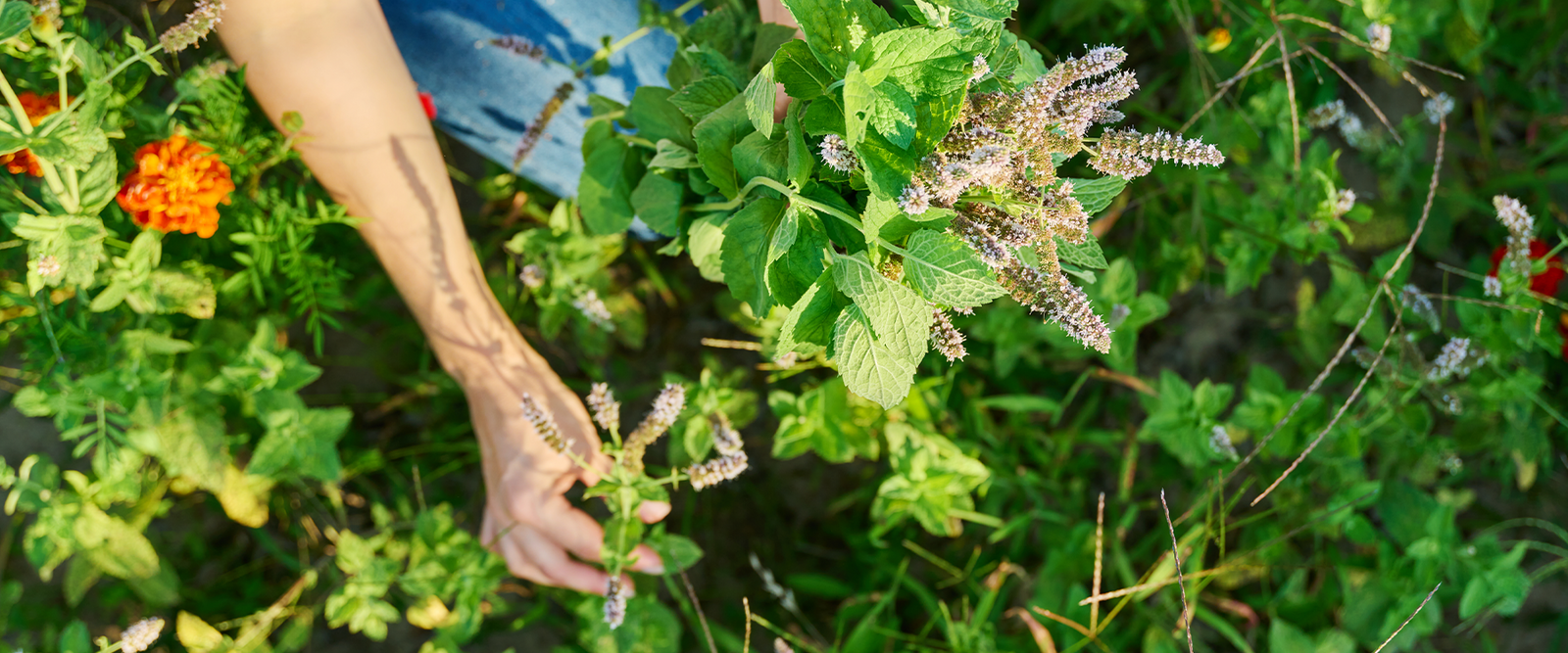 Things You Need To Know When Starting a Herb Garden