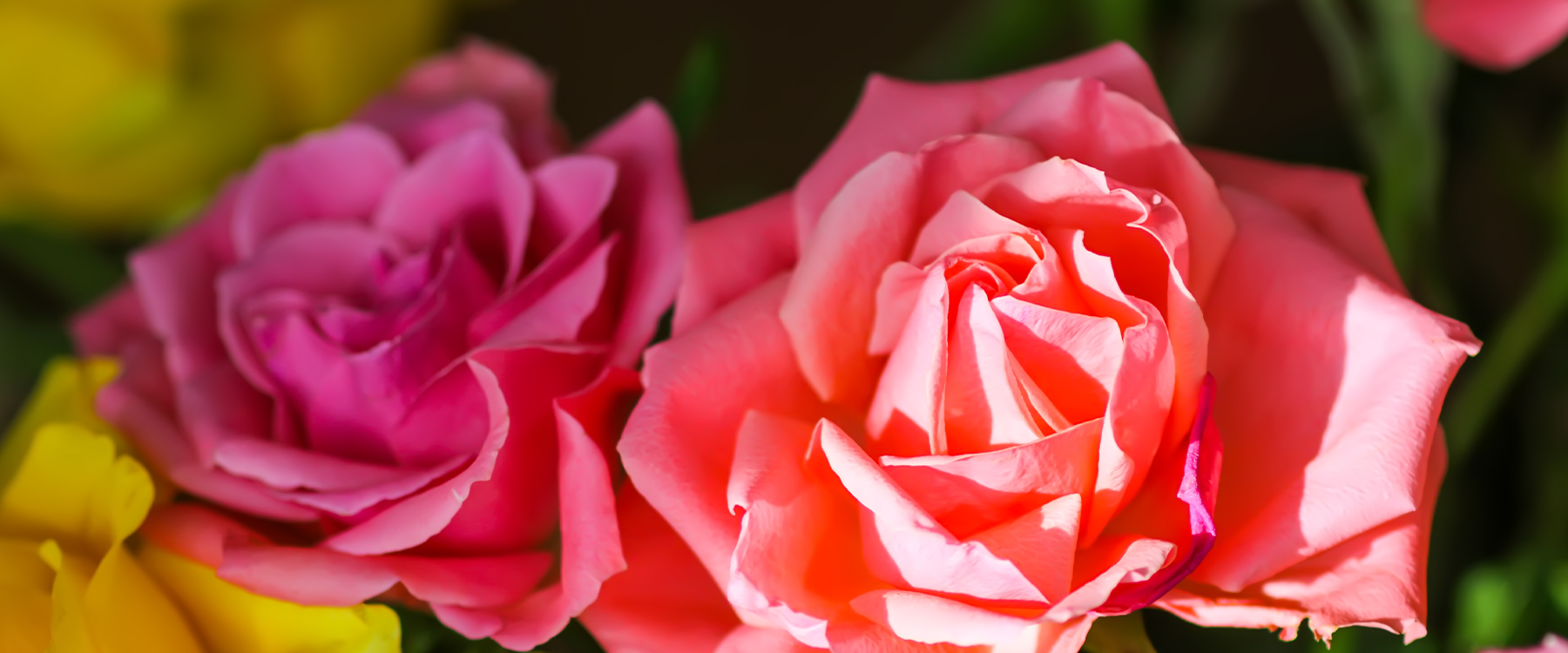 10 Pruning Tips You Must Do That Guarantee Abundant Rose Blooms