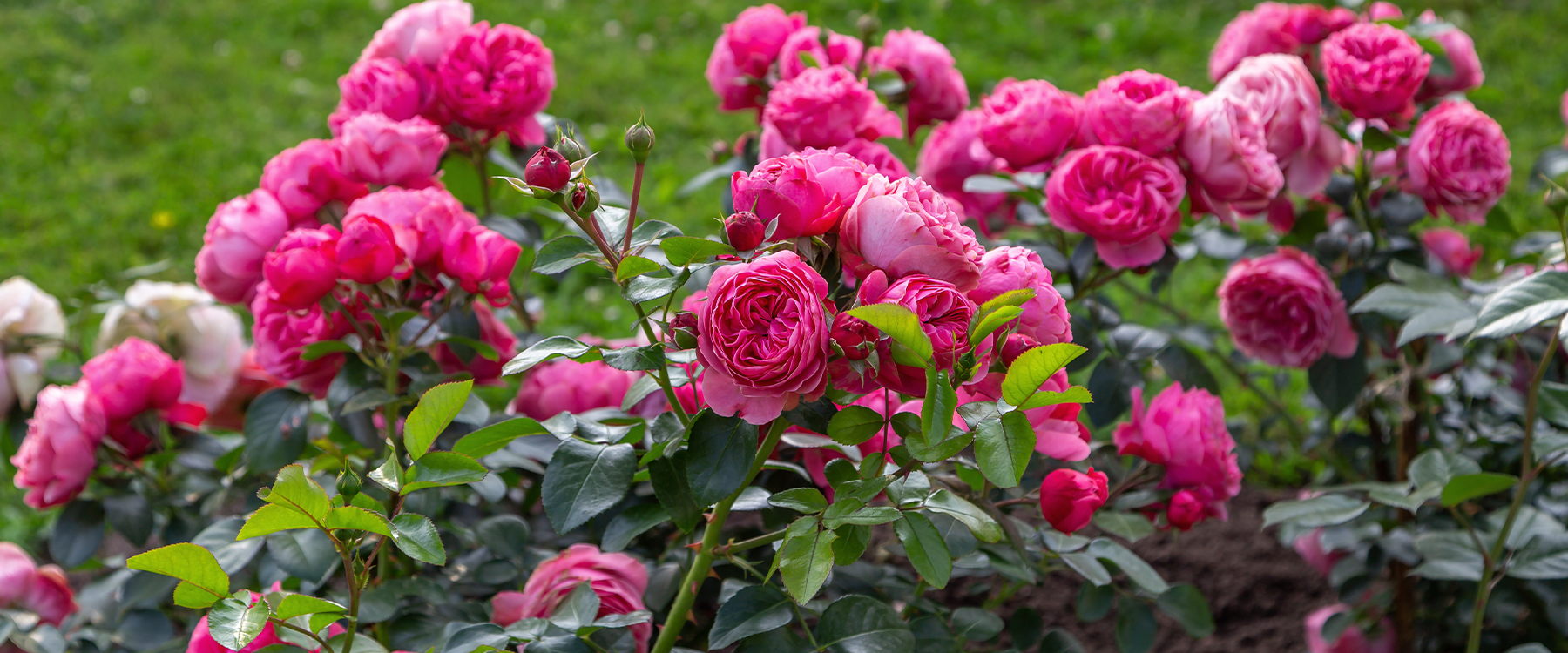 10 Secrets to Successful Rose Gardening