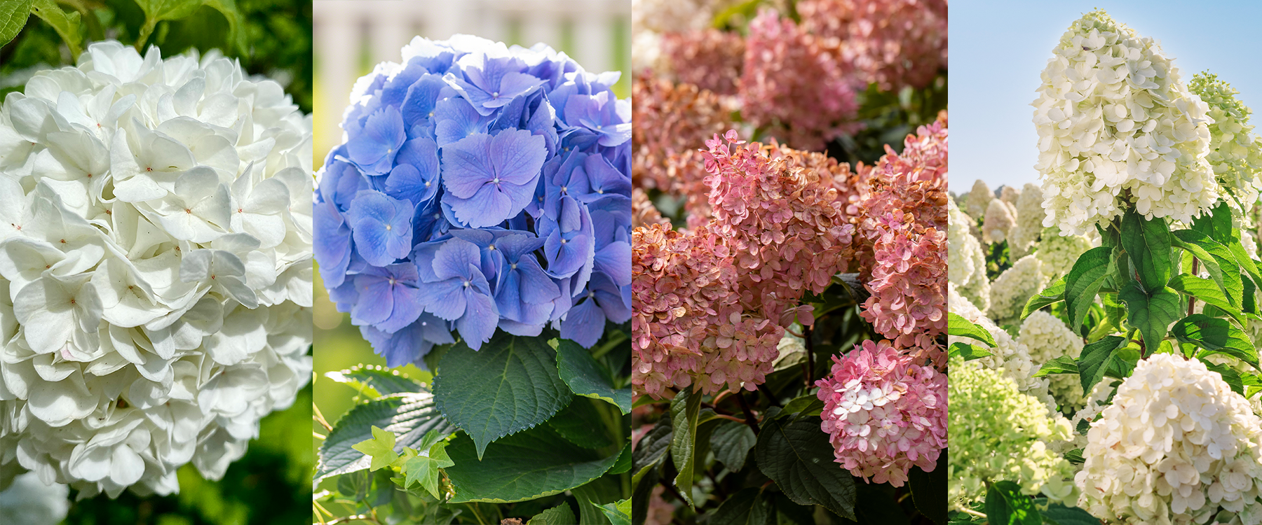 5 Pruning Tips for Blooming Hydrangeas