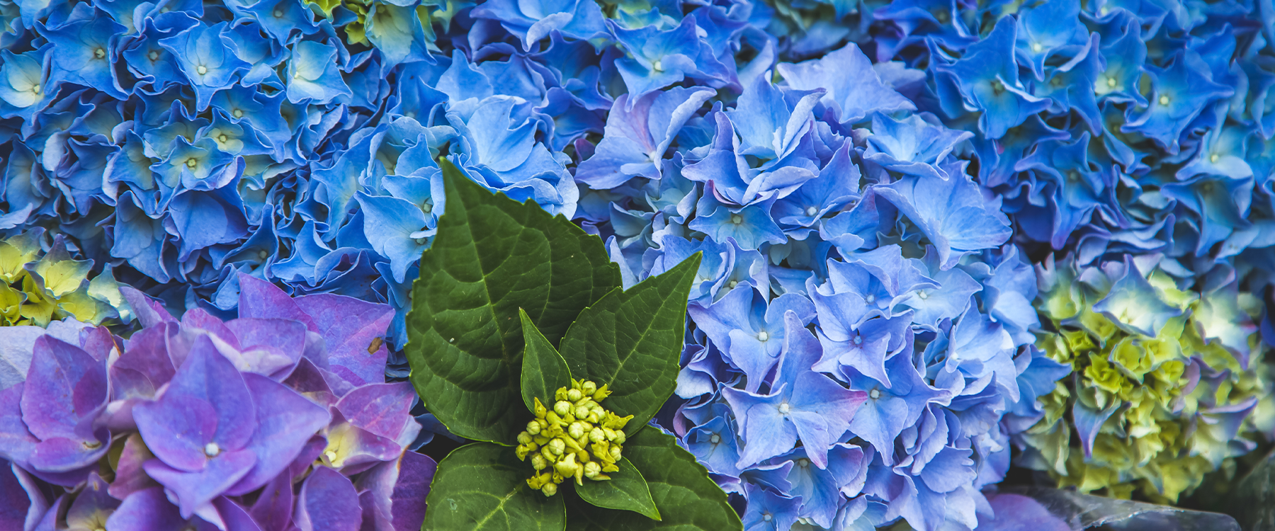 6 Popular Types of Hydrangea For A Blooming Garden