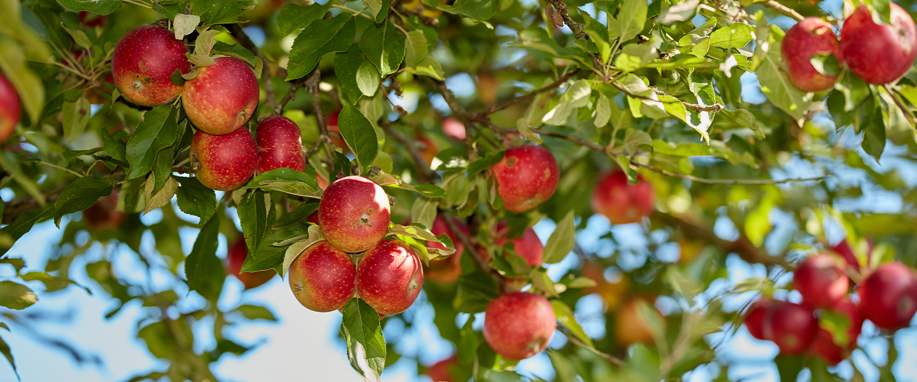 7 Common Mistakes You Should Avoid When Pruning Apple Trees