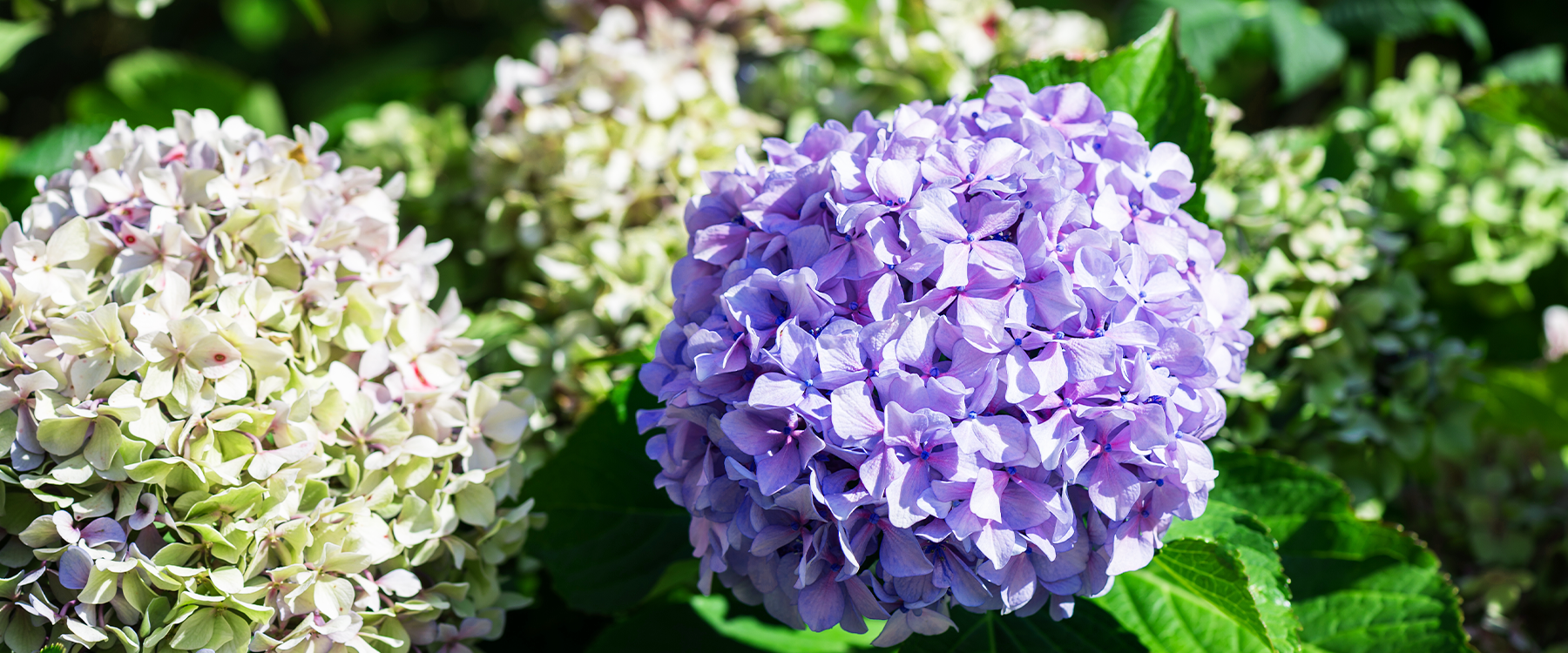 7-Step Hydrangea Care For A Summer Flush of Blooming Flowers