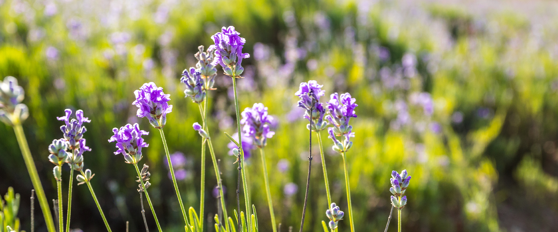Basic Pruning Tips for Your Lavender Plants