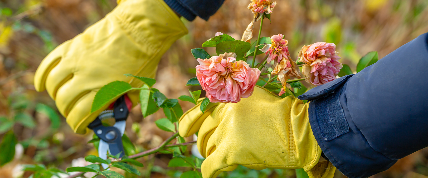 Deadhead Your Roses: How To Easily Deadhead Your Rose Bushes