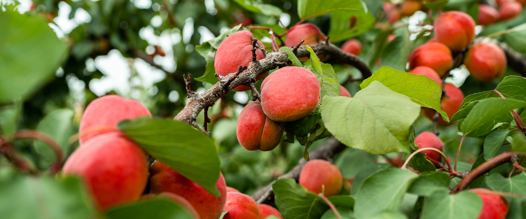 How to Prune Fruit Trees: Cutting Dead Branches