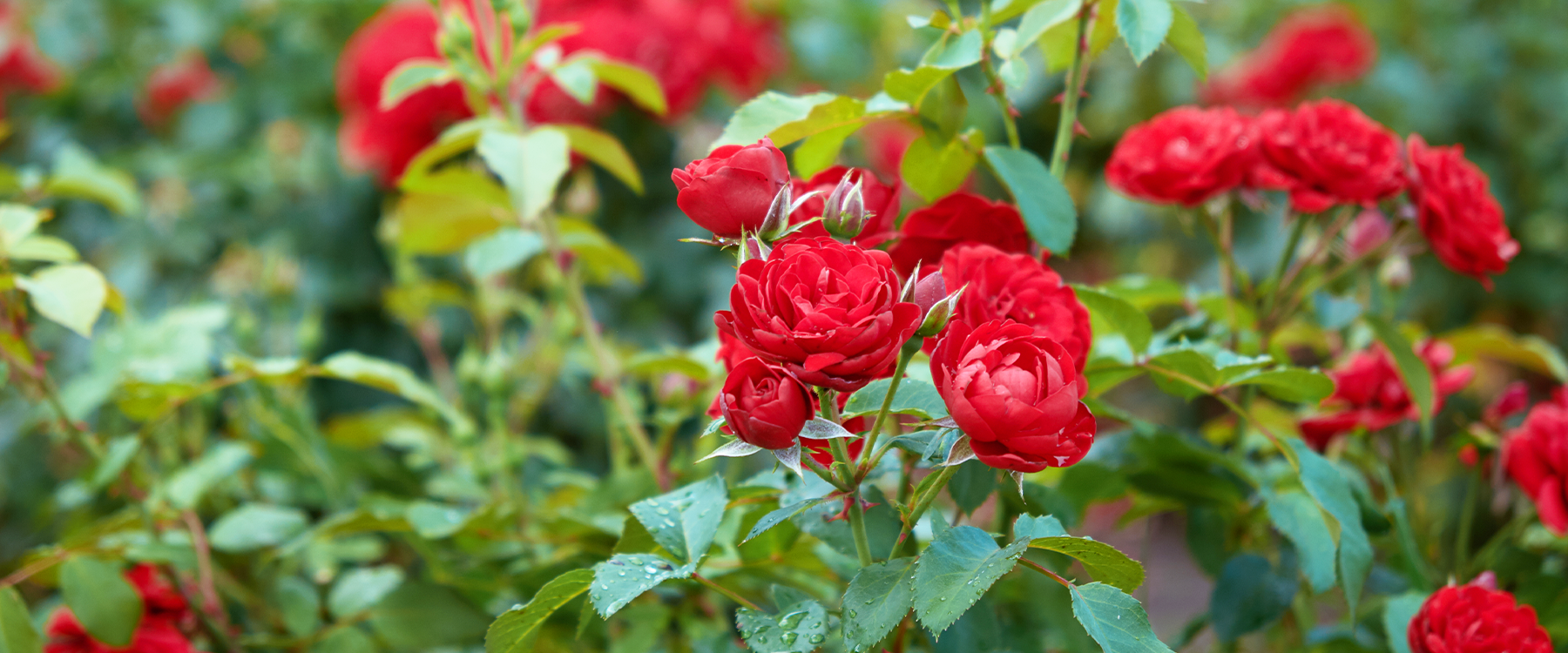 How To Prune Knock Out Roses