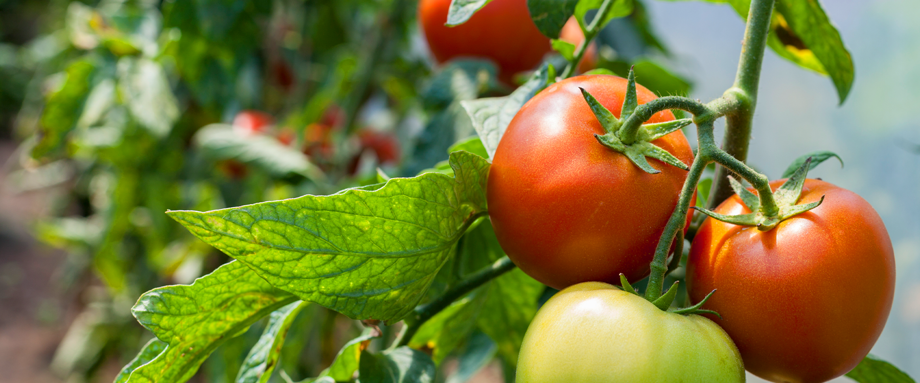 How To Prune Tomatoes for Maximum Yield
