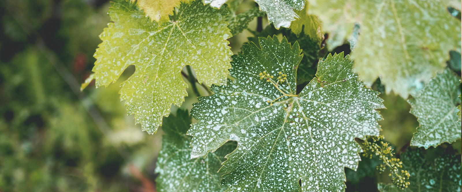 How to Get Rid of Powdery Mildew