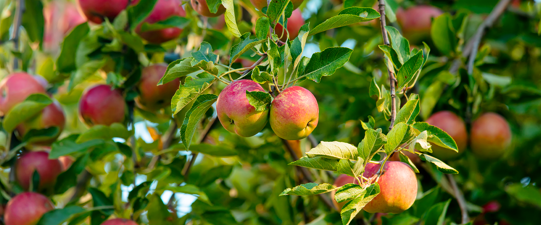 How to Grow Apple Trees: 6 Easy Steps Anyone Can Do