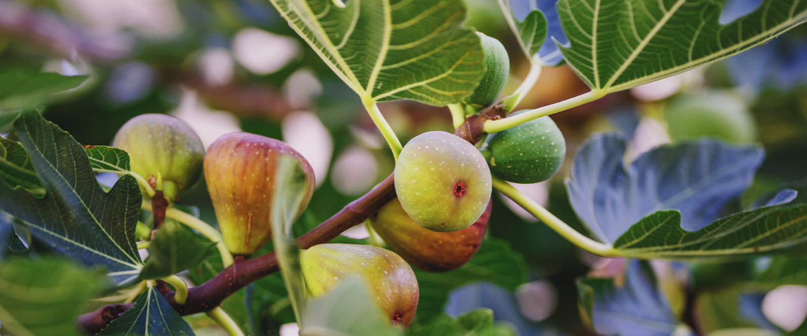 How to Prune Fig Trees