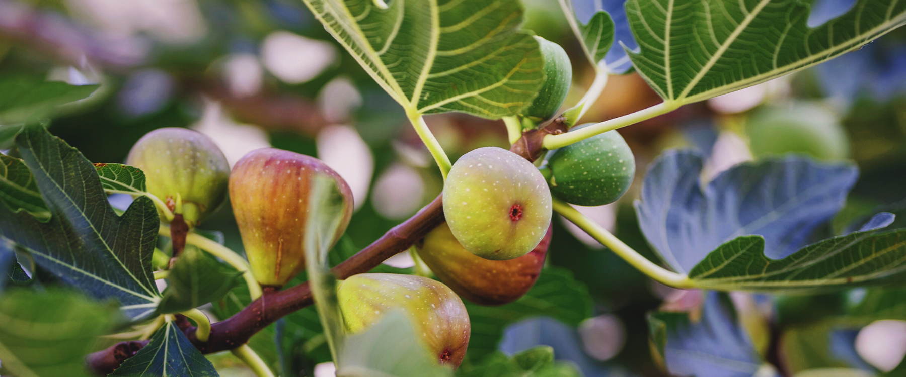 How to Prune Fig Trees