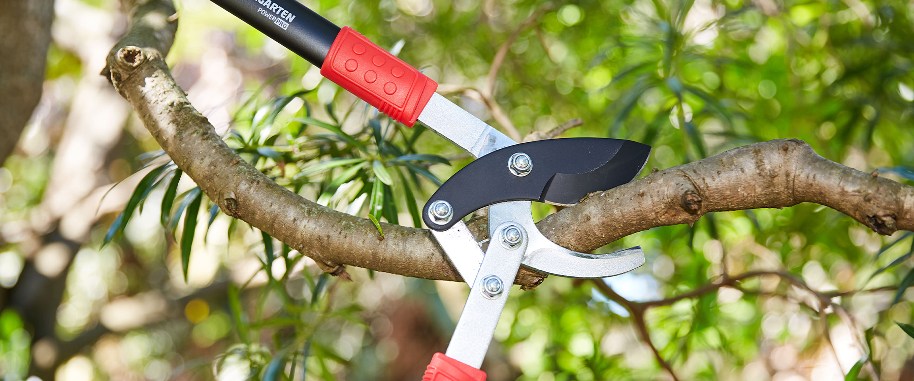 Proper Pruning: When, How, and Which Tools to Use