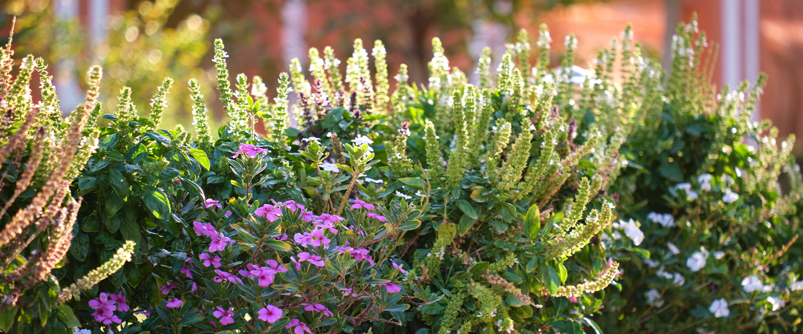 The 1/3 Rule for Pruning Shrubs