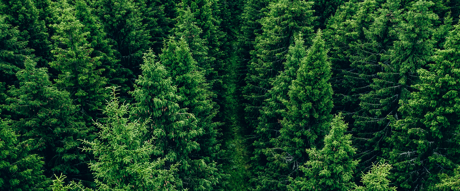 What You Need To Know When Pruning Evergreens