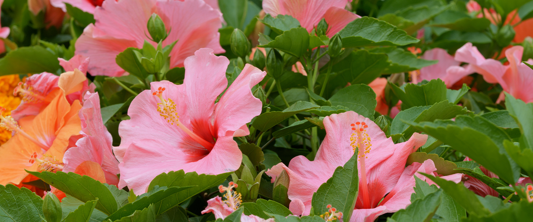 What You Need To Know When Pruning Hibiscus