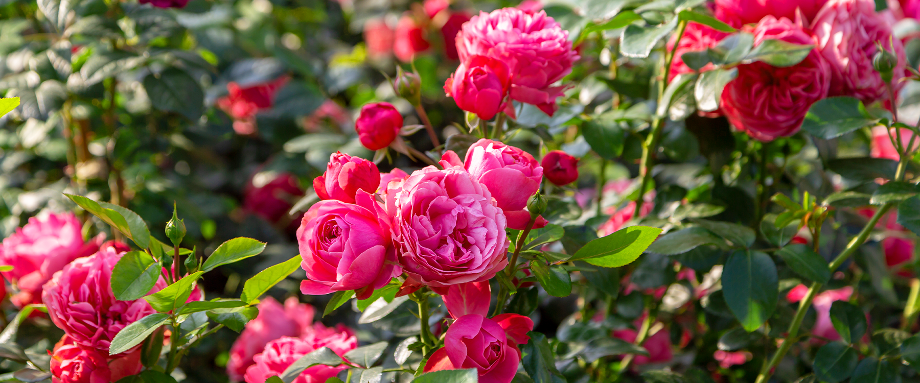 5000 Roses How to Grow Beautiful Roses - Easily! - Haus & Garten