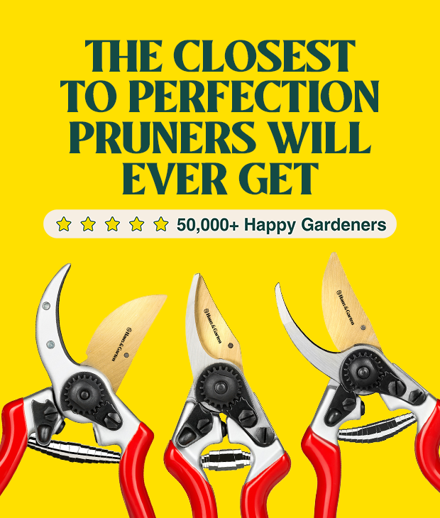 バージンプリューンズ（VIRGIN PRUNES） SUIZAN Japanese Pruning Shears 8 Inch (200mm) Professional